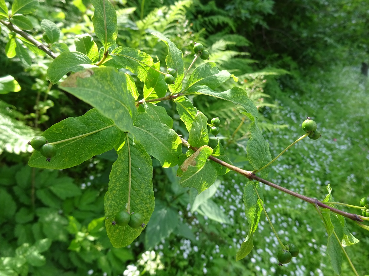 Lonicera nigra (Caprifoliaceae)